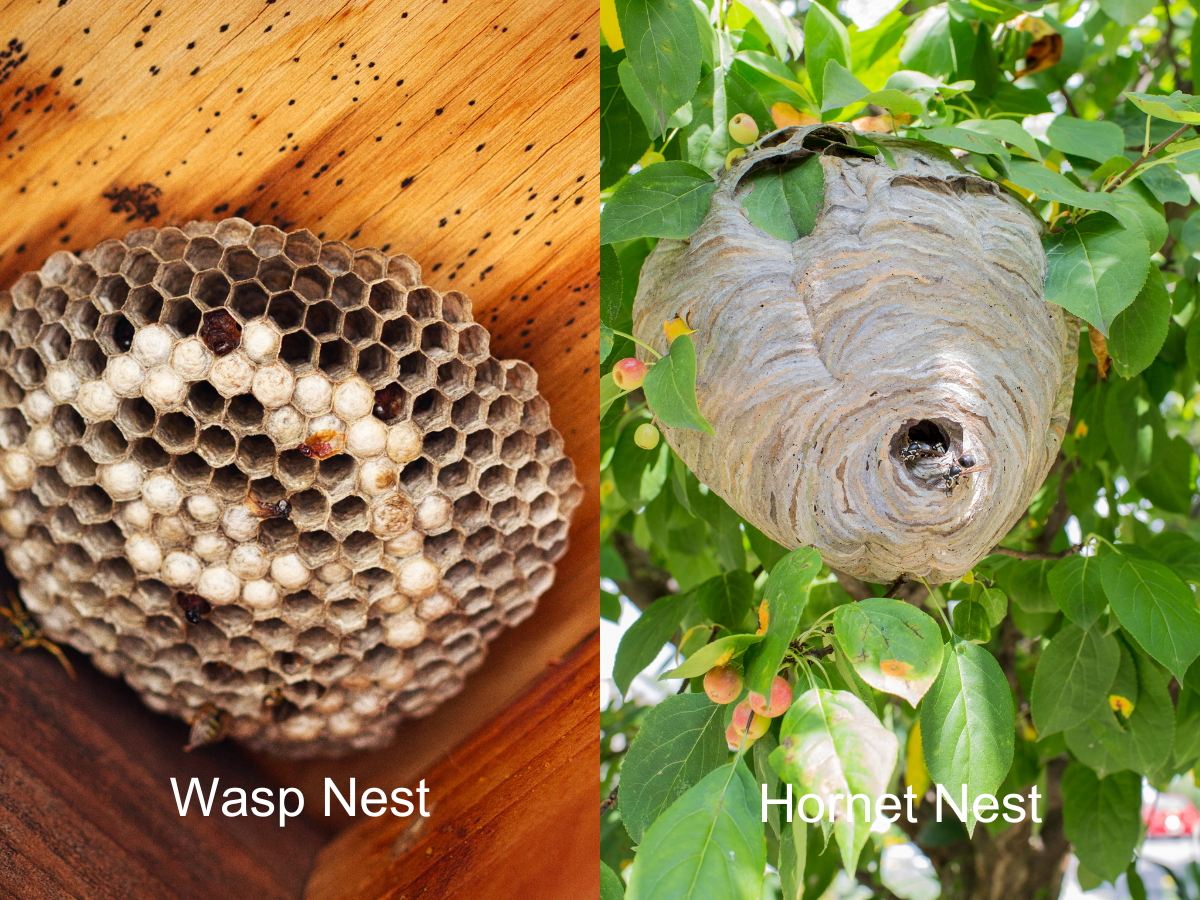 Wasps Hornets And Their Nests Alta Pest Control
